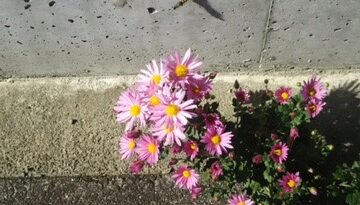 花の写真